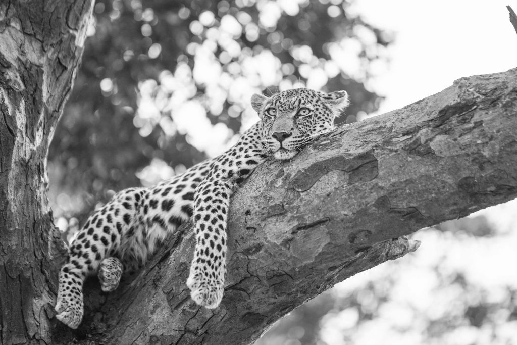 Ruhender Leopard