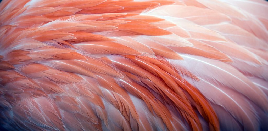 Nahaufnahme Flamingo-Federn