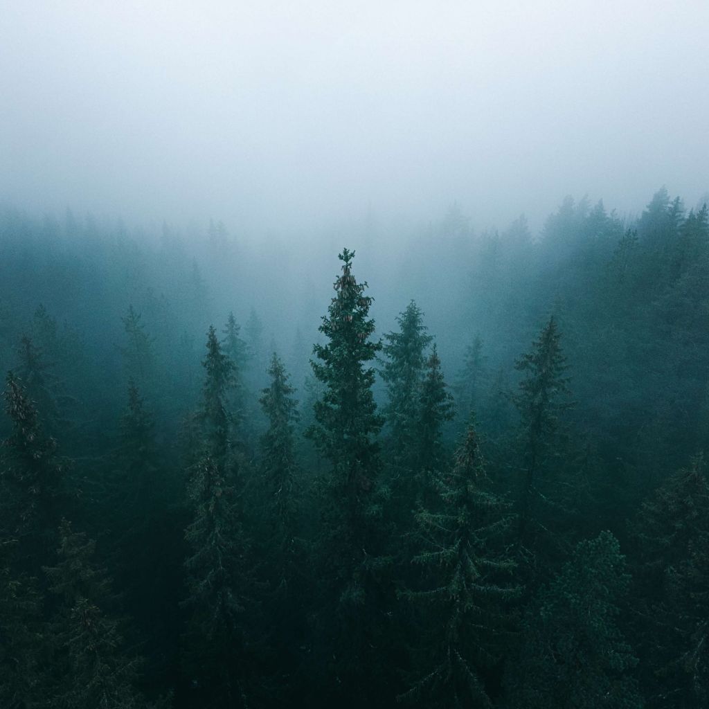 Hohe Bäume im Nebel