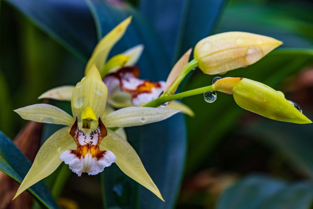 Wilde gelbe Orchidee