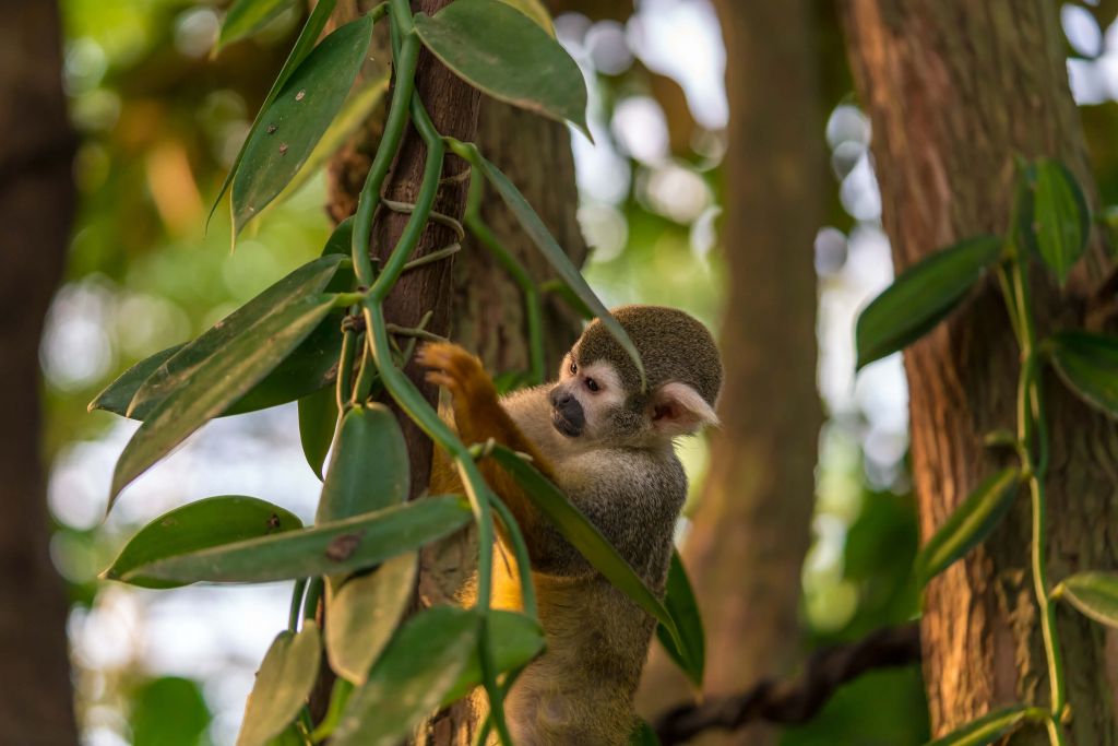 Kleiner Affe in den Bäumen
