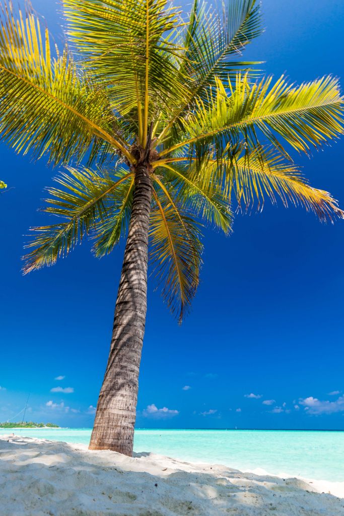 Palme auf den Malediven