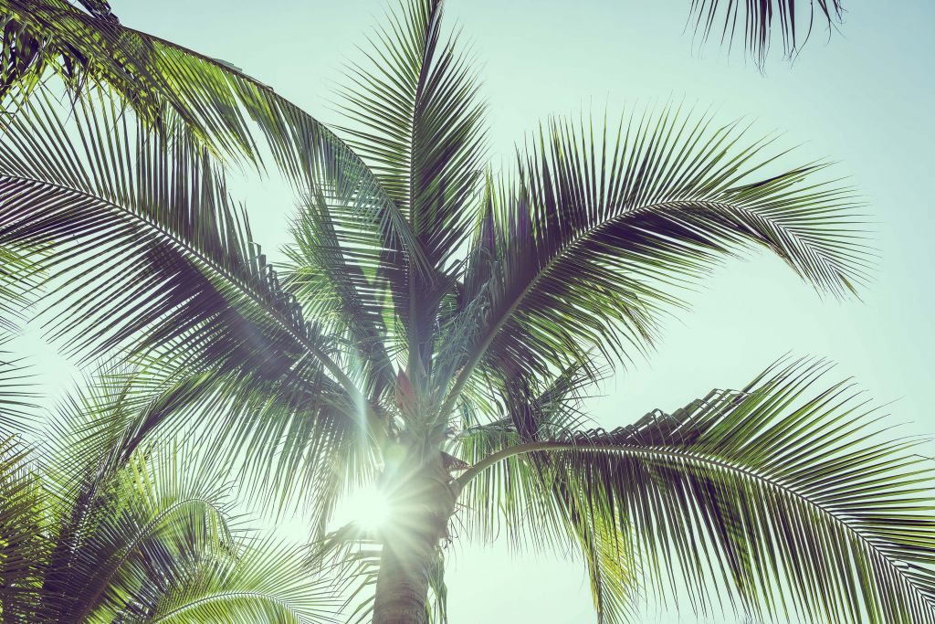 Palmen in der Sonne