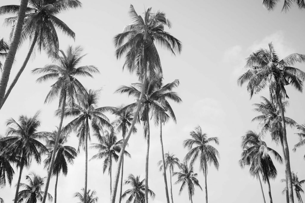 Palmen in Schwarz und Weiß