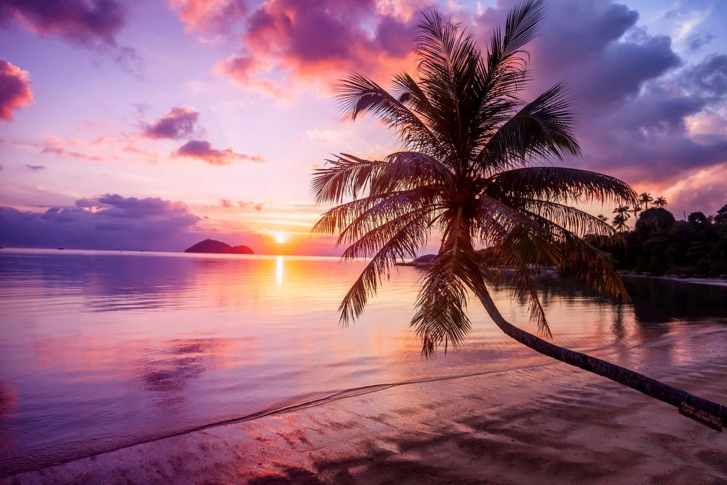 Palme bei einem Sonnenuntergang