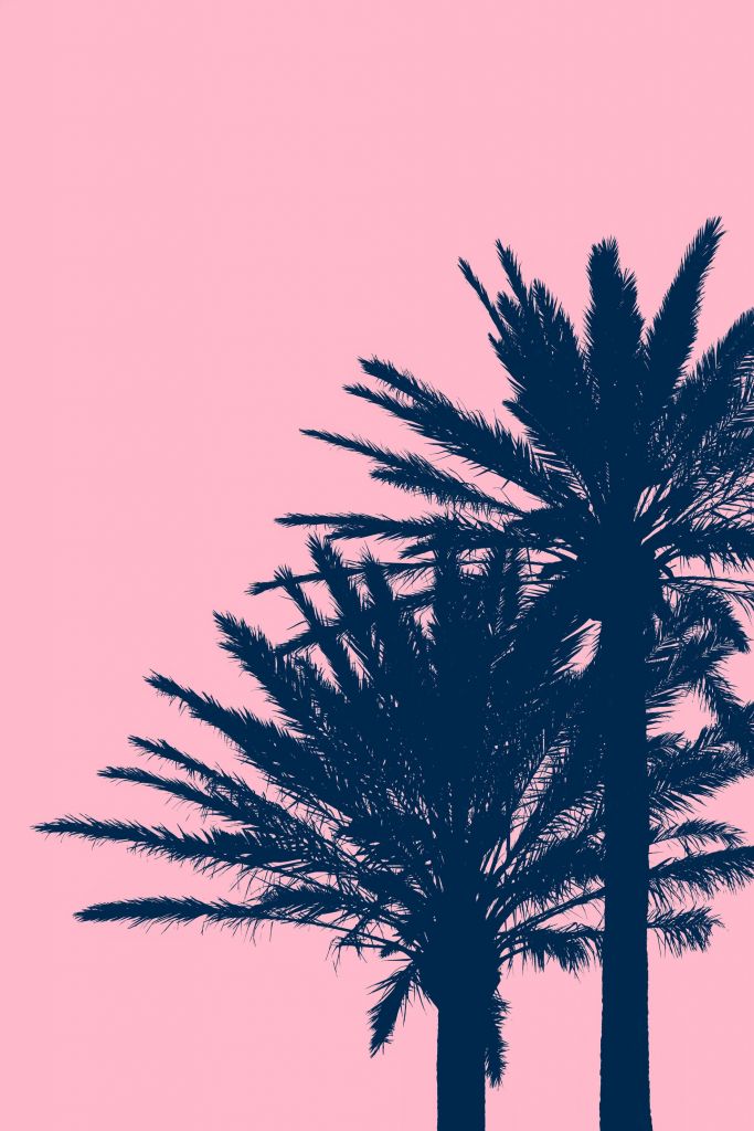 Palmen mit rosa Hintergrund