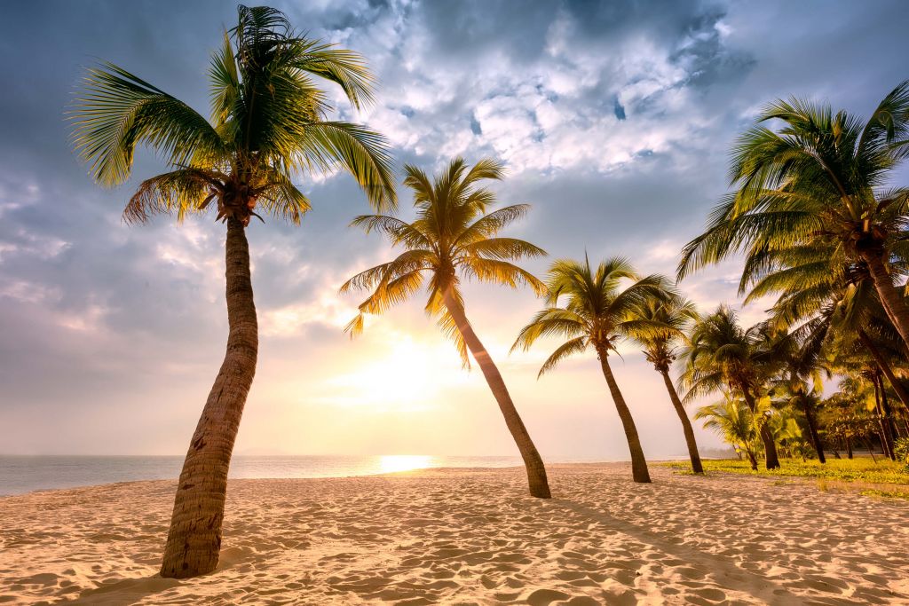 Kokosnusspalmen gegen Sonnenuntergang