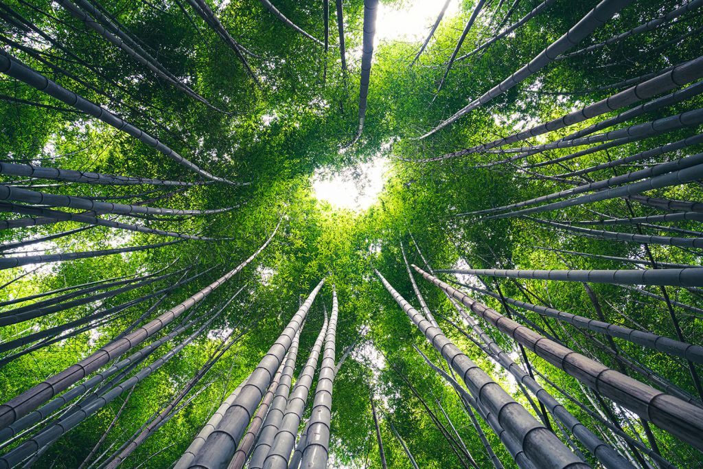 Wald mit Bambus