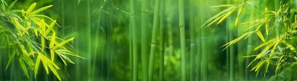 Bambus und Blätter