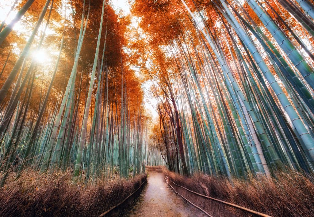 Herbst-Bambuswald