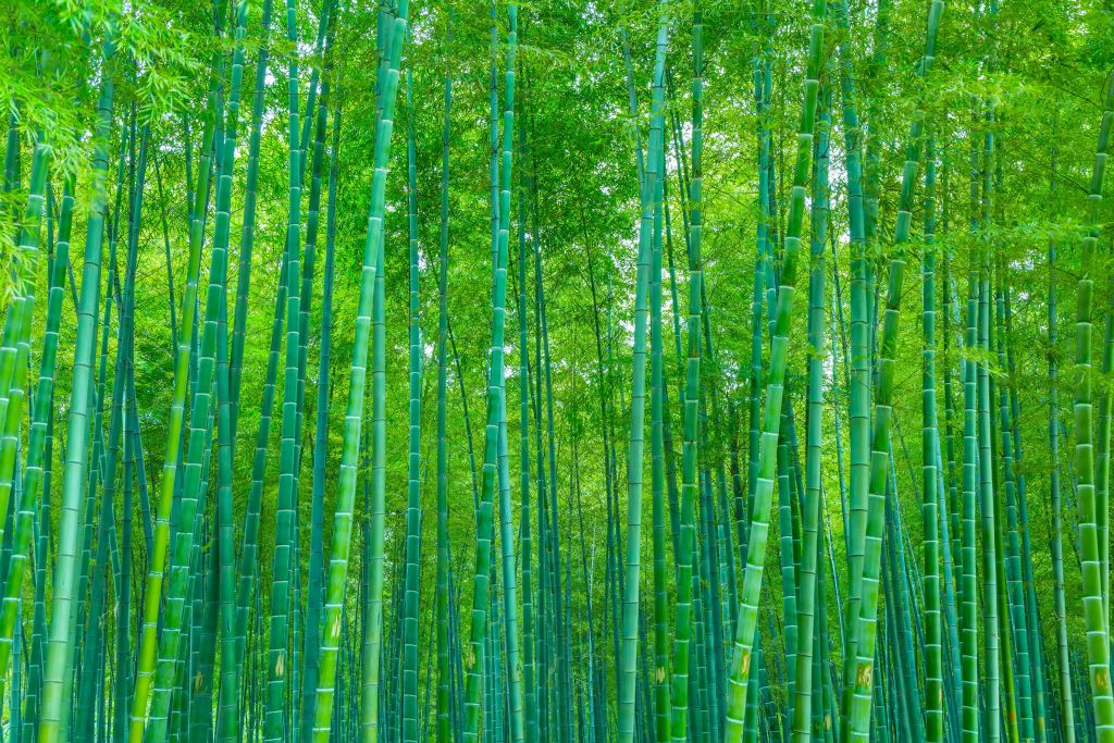 Ein grüner Bambuswald