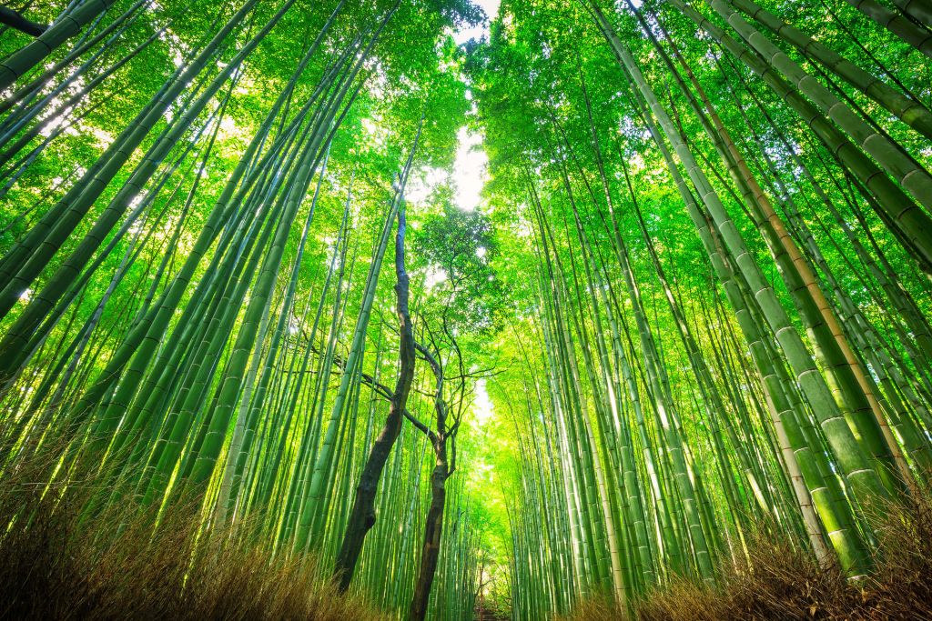 Bambuswald von Arashiyama