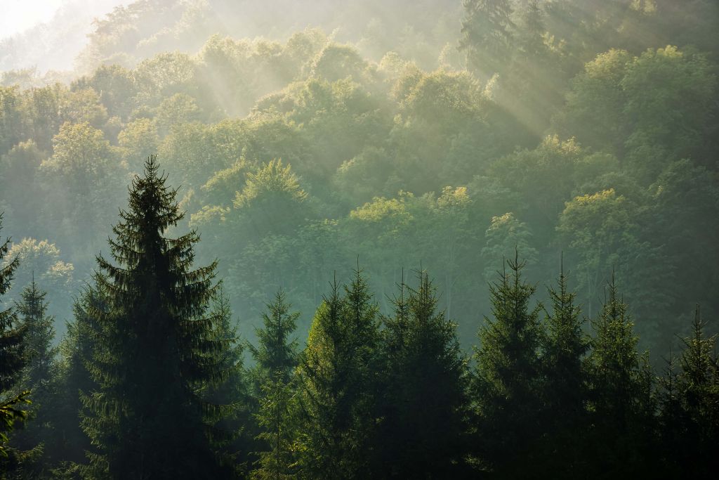 Sonnenstrahlen über dem Wald
