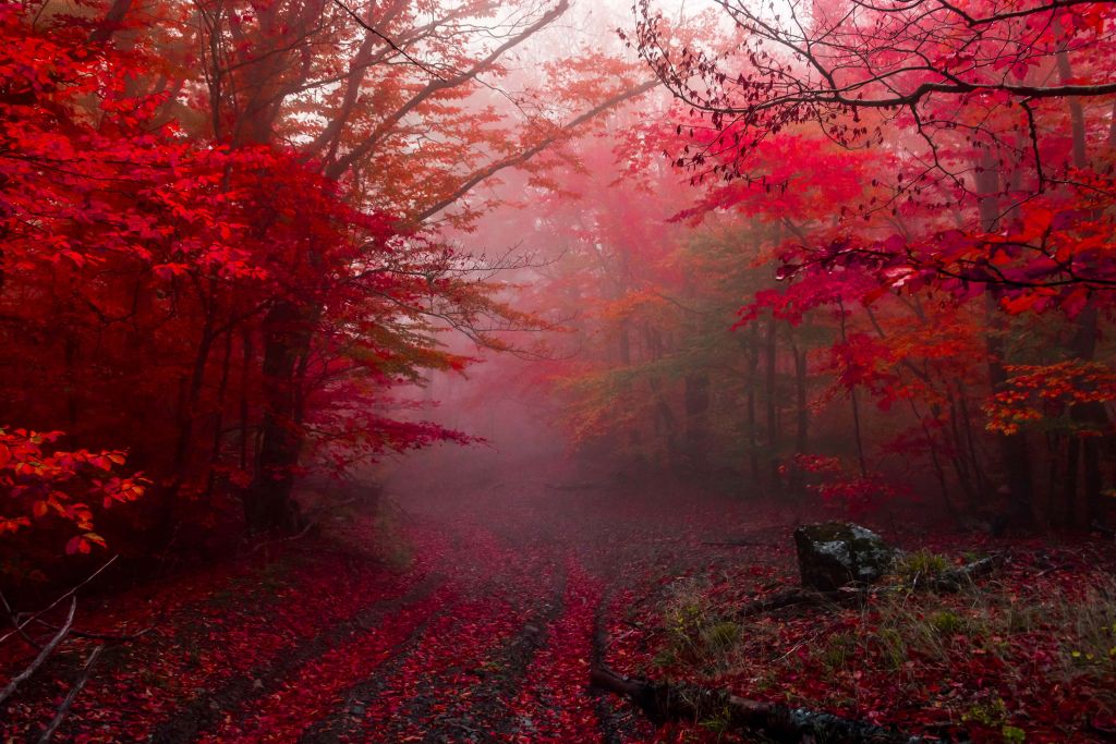 Roter Wald