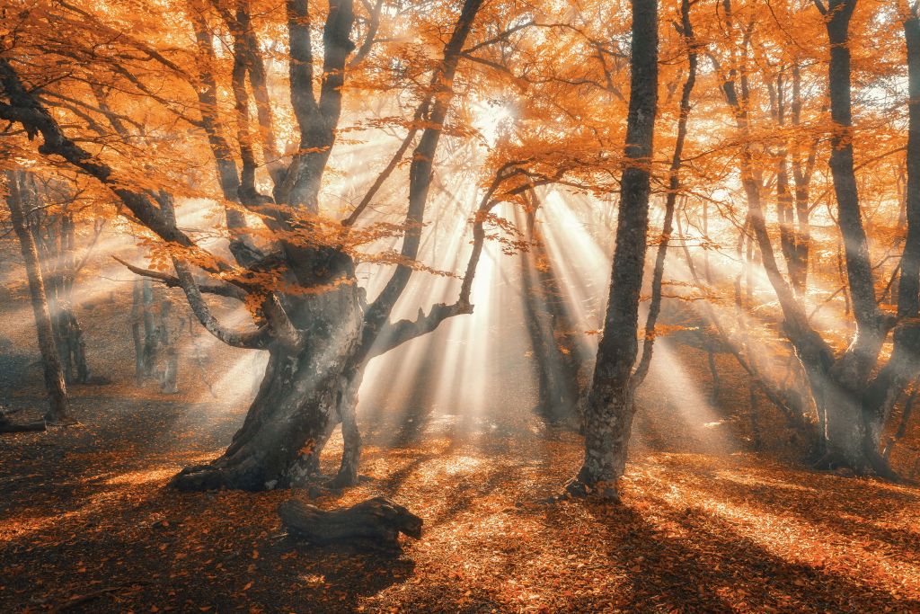 Magischer Herbstwald