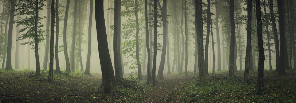 Nebel im grünen Wald