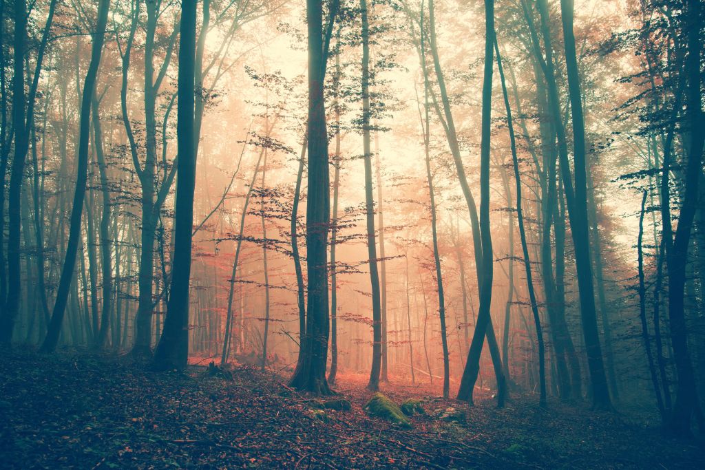 Vintage Farben Wald