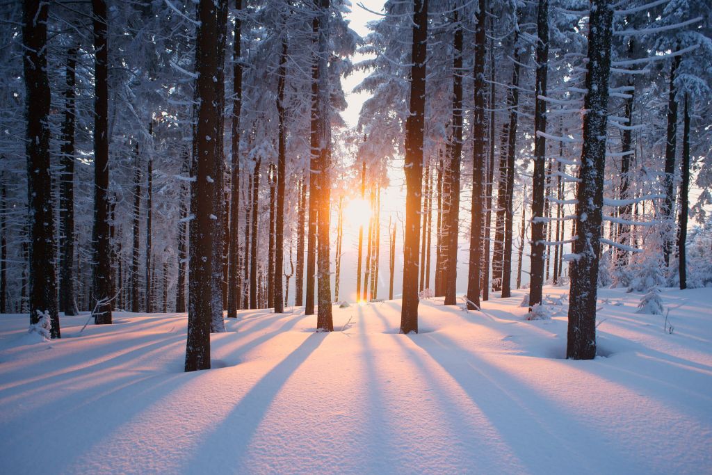 Sonnenuntergang in einem Winterwald