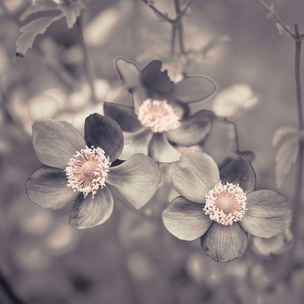 Anemone Blume