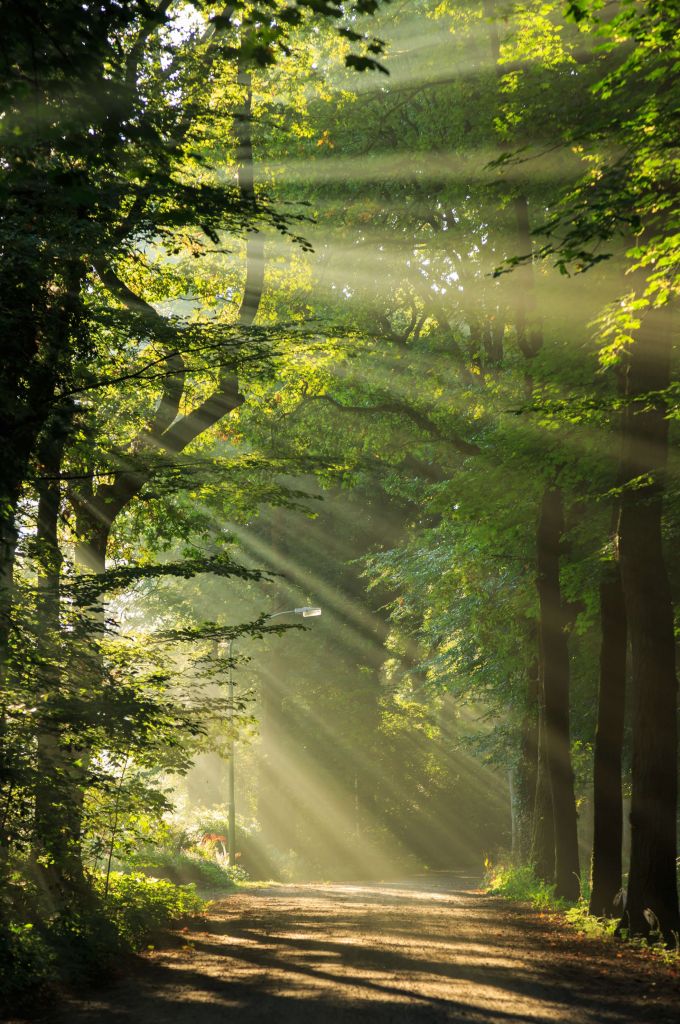 Sonnenstrahlen durch die Bäume