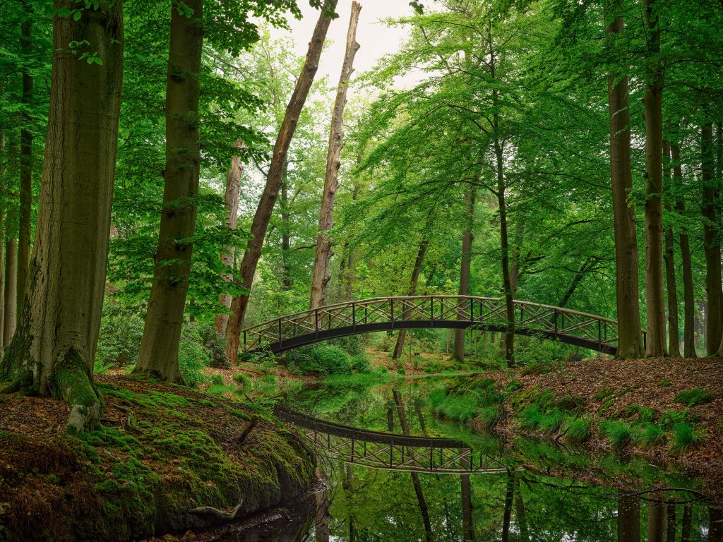 Bogenbrücke im Wald