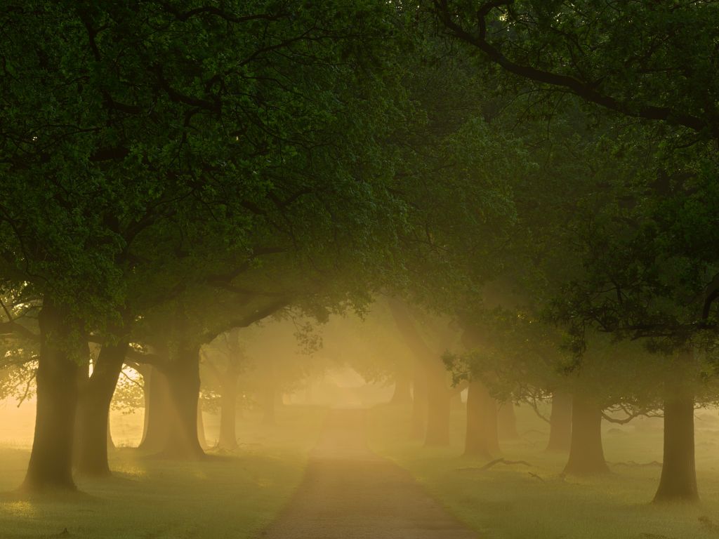 Nebel bei Bäumen