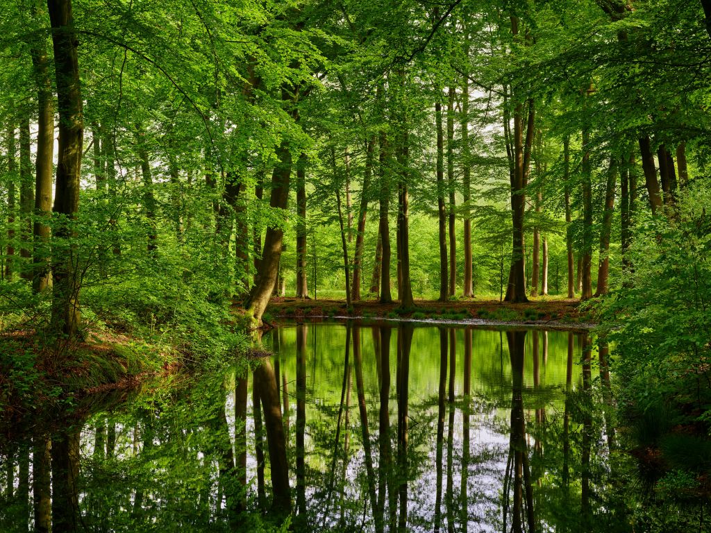 Reflexion von Bäumen im Wasser