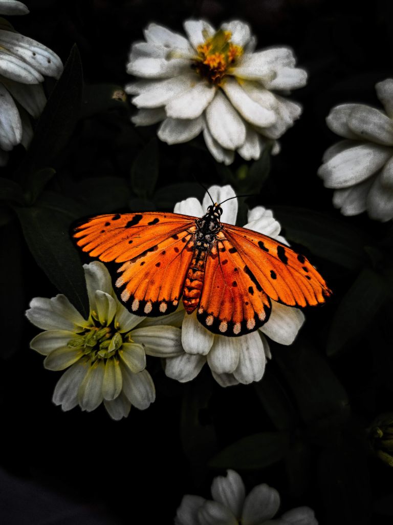 Monarchfalter auf einer Blume