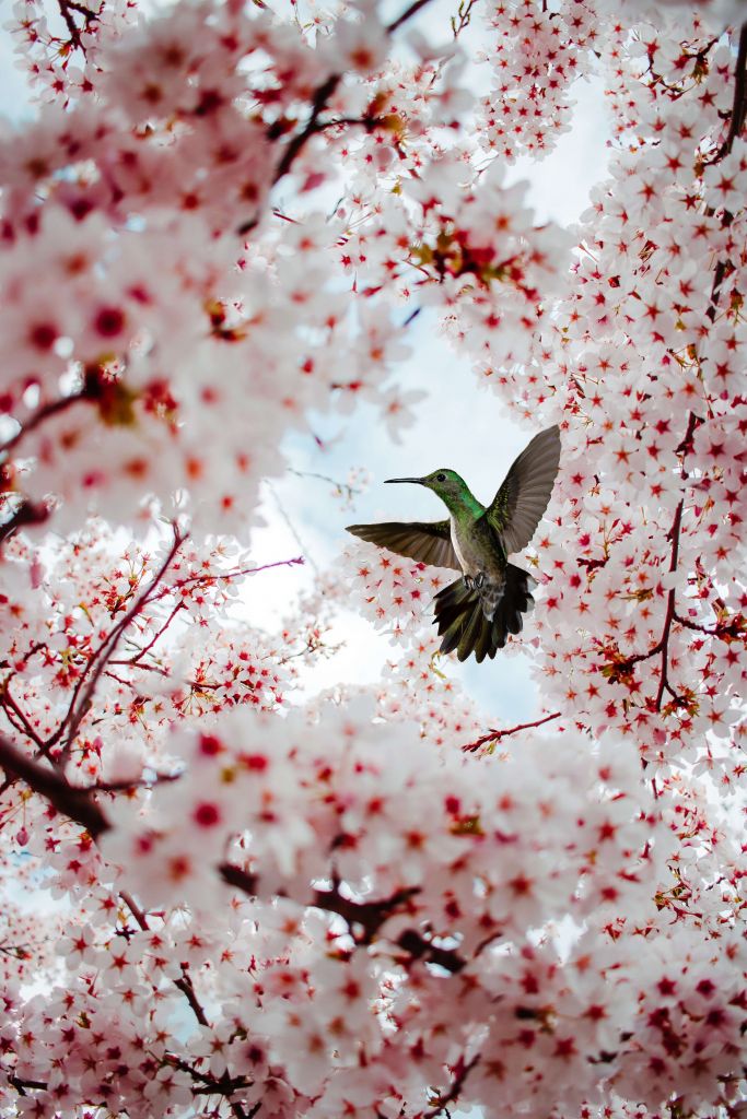 Kolibri zwischen den Blüten