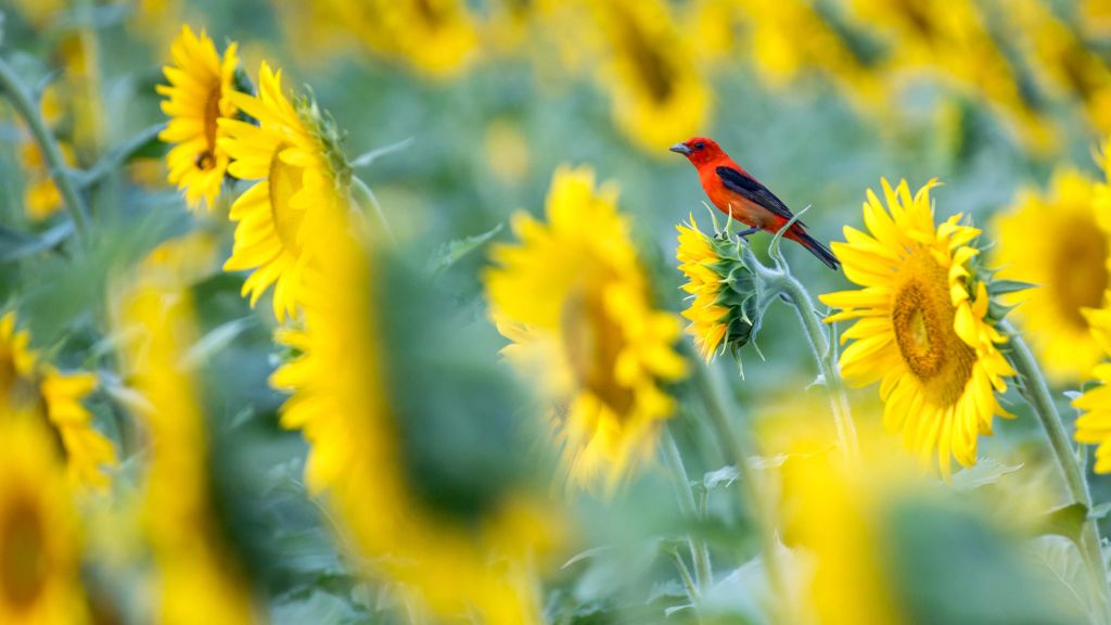 Sonnenblumenfeld mit rotem Vogel