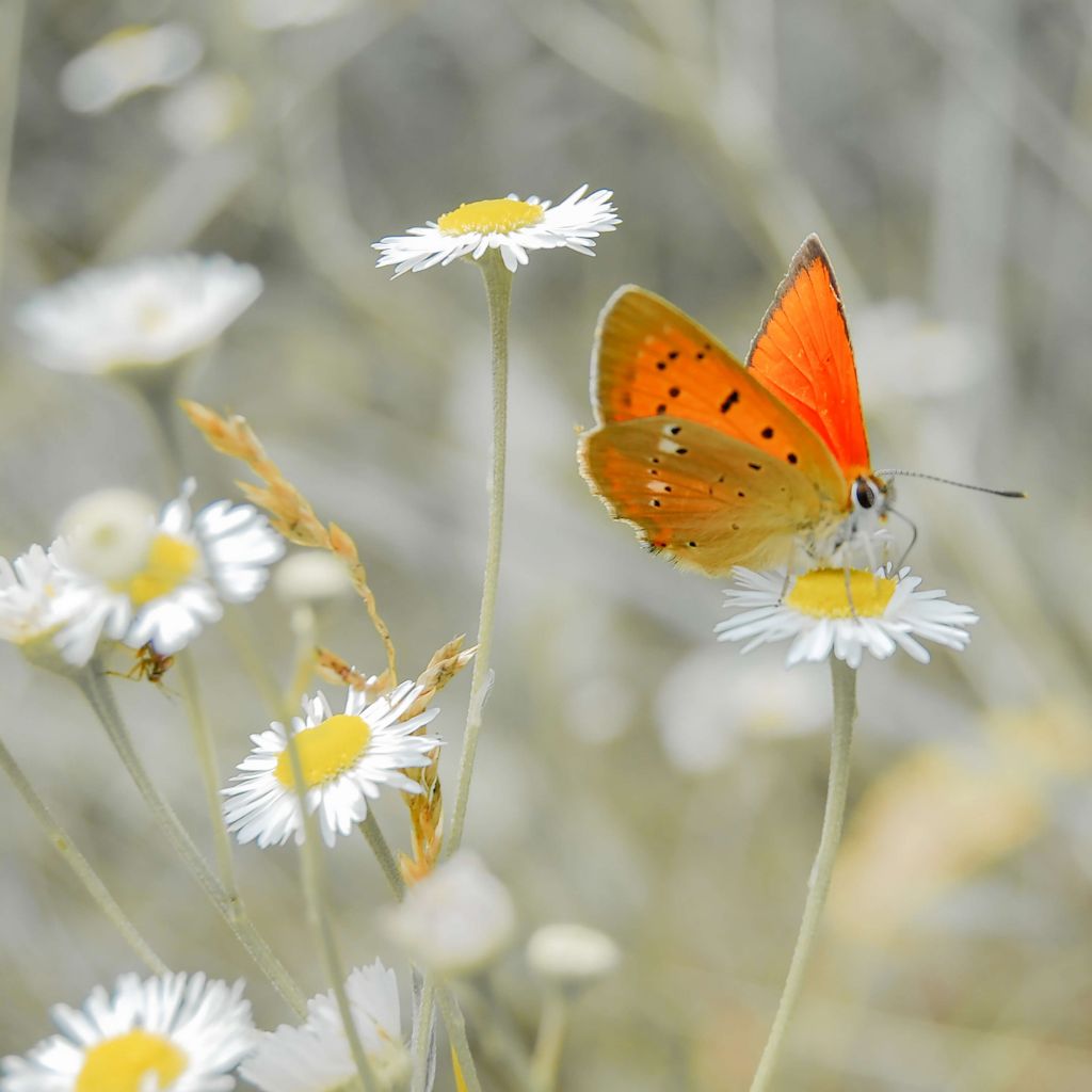 Gänseblümchen und orangefarbener Schmetterling