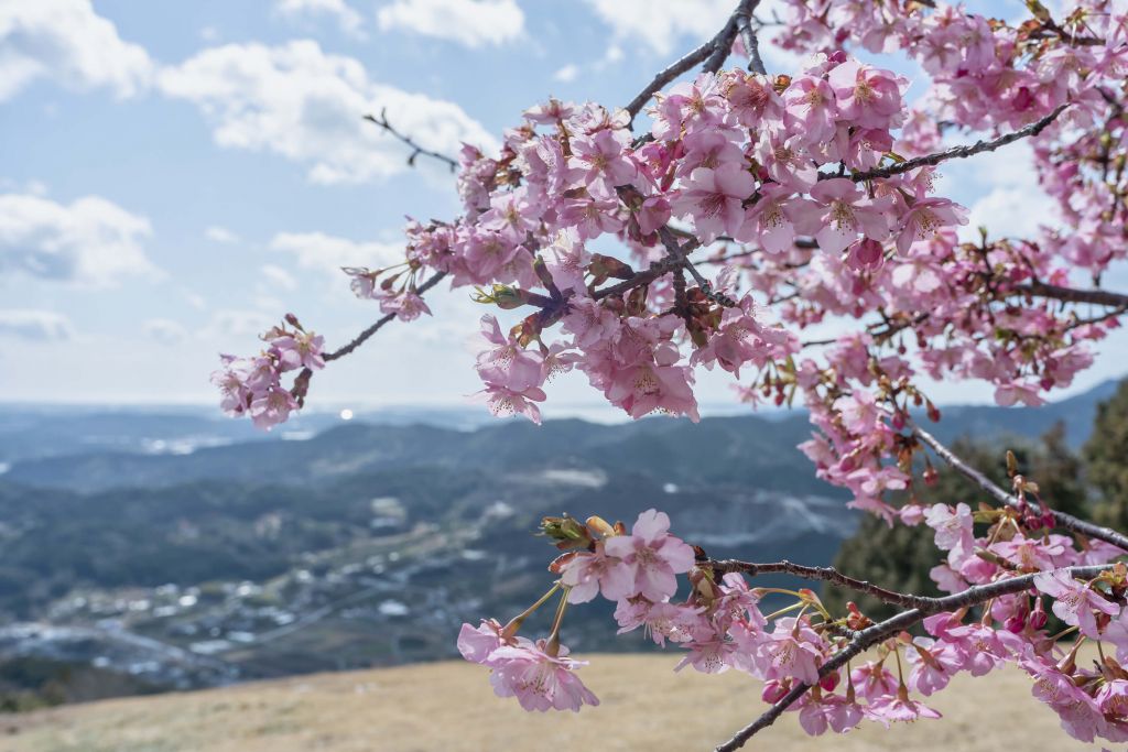 Japanische Blüten mit Bergen