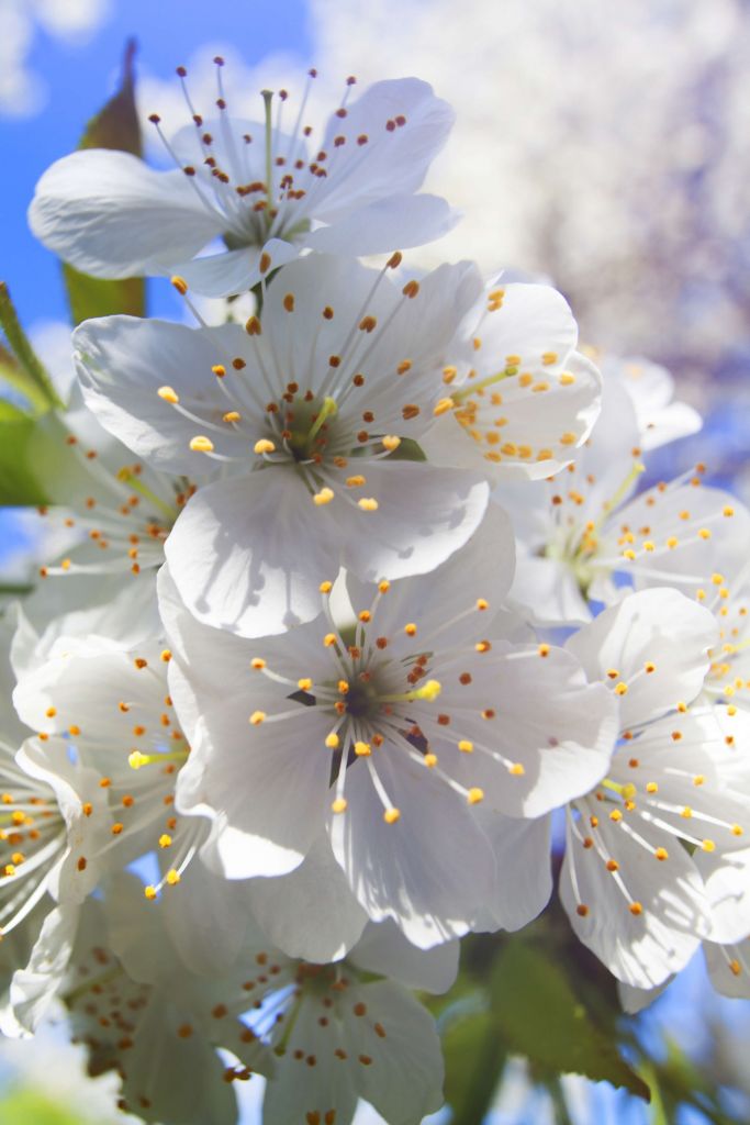Nahaufnahme weiße Blüten