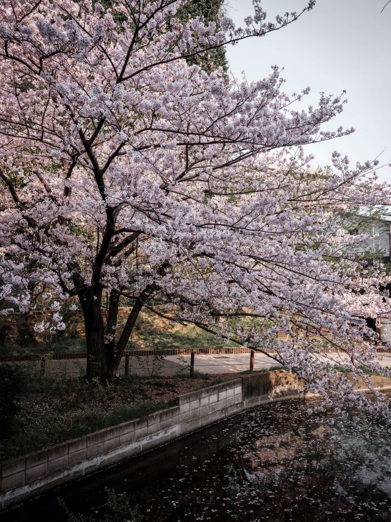 Japanischer Blütenbaum