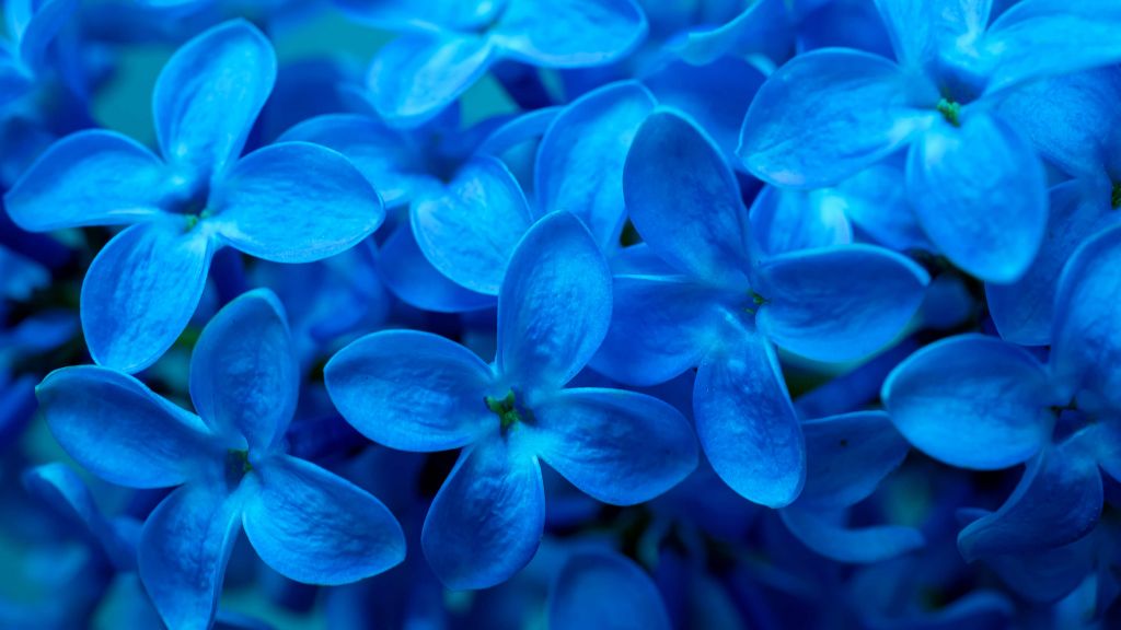 Nahaufnahme blaue Blumen