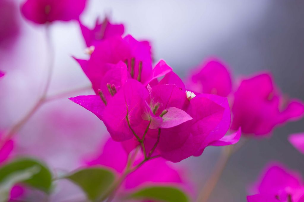 Rosa Nahaufnahme Blume
