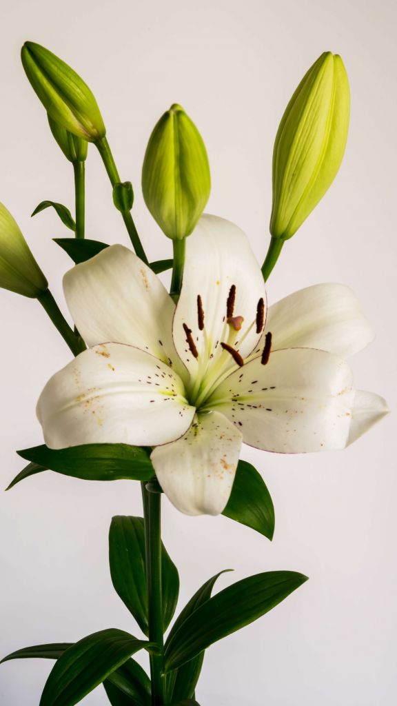 Weiße Lilie Blume