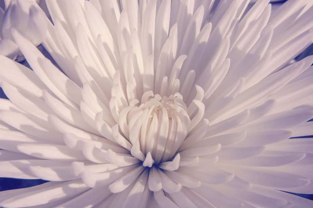 Nahaufnahme Weiße Blume