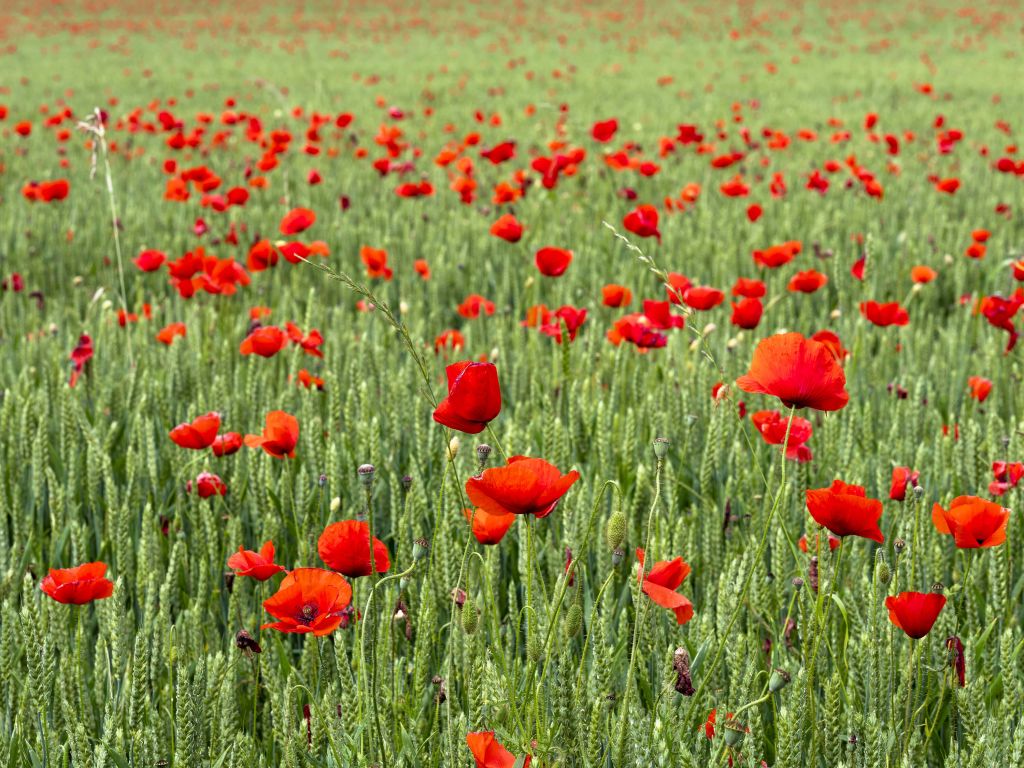Rote Mohnblumen Feld