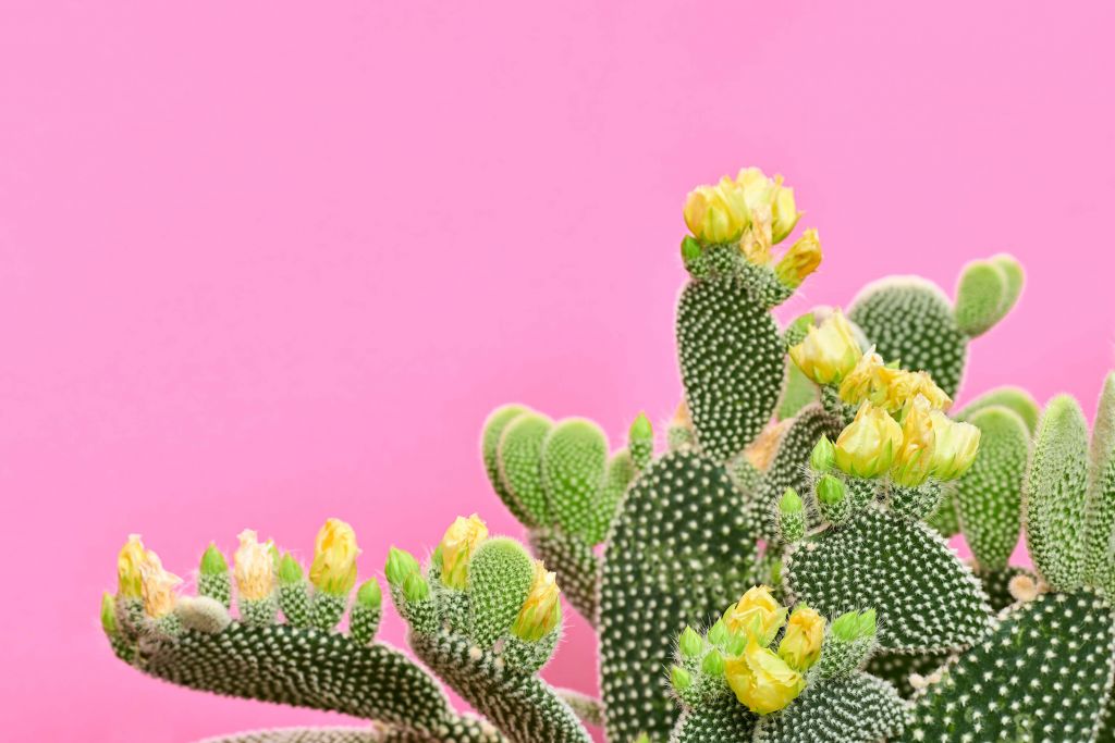 Heiterer Kaktus