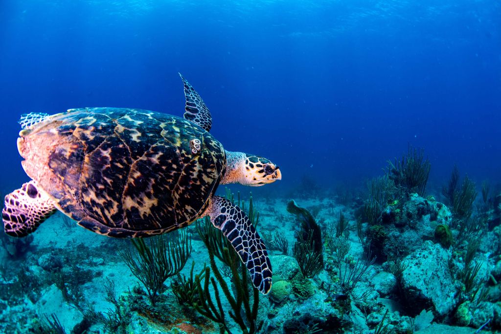 Schwimmende Schildkröte im Ozean