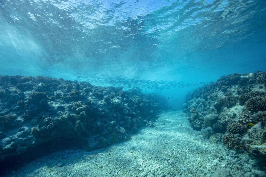 Unterwasserwelt mit Korallen