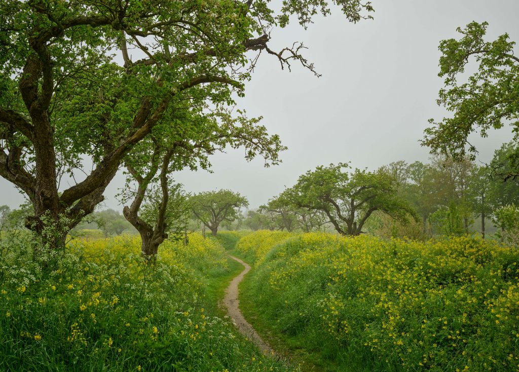 Mäandernder Pfad zwischen Hügel mit gelben Blumen