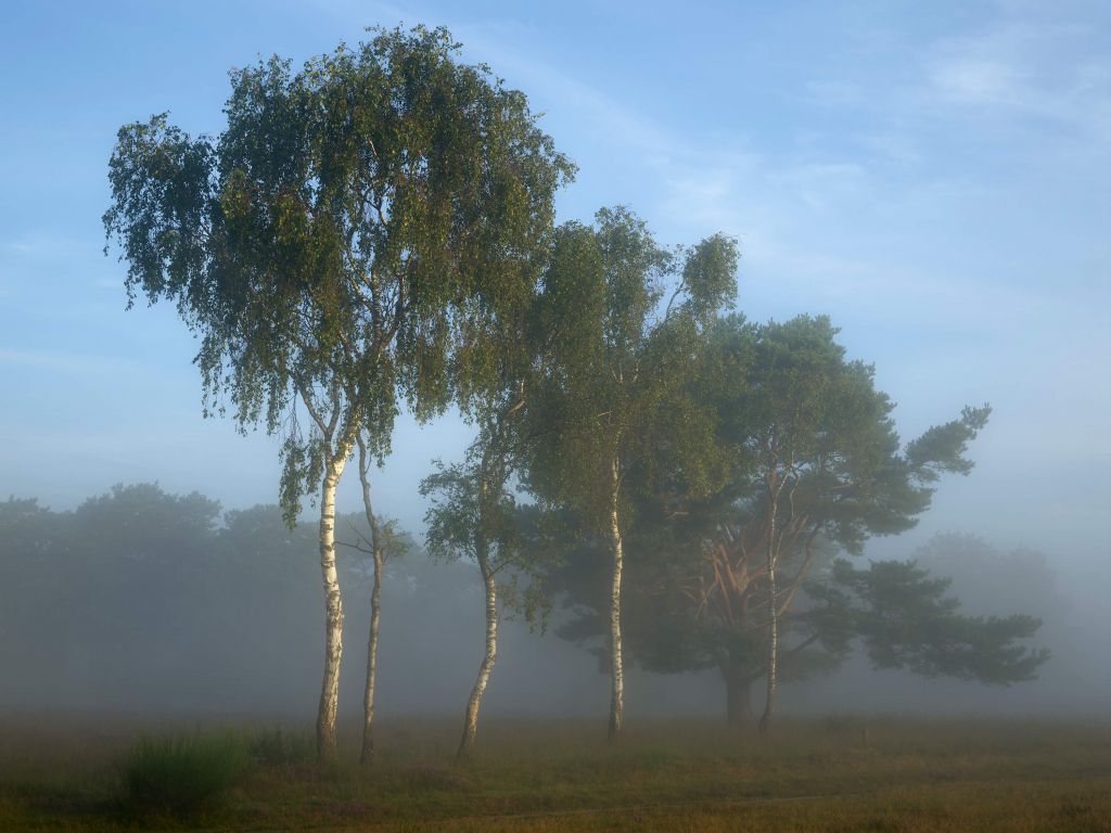Bäume in einer Reihe mit Nebel