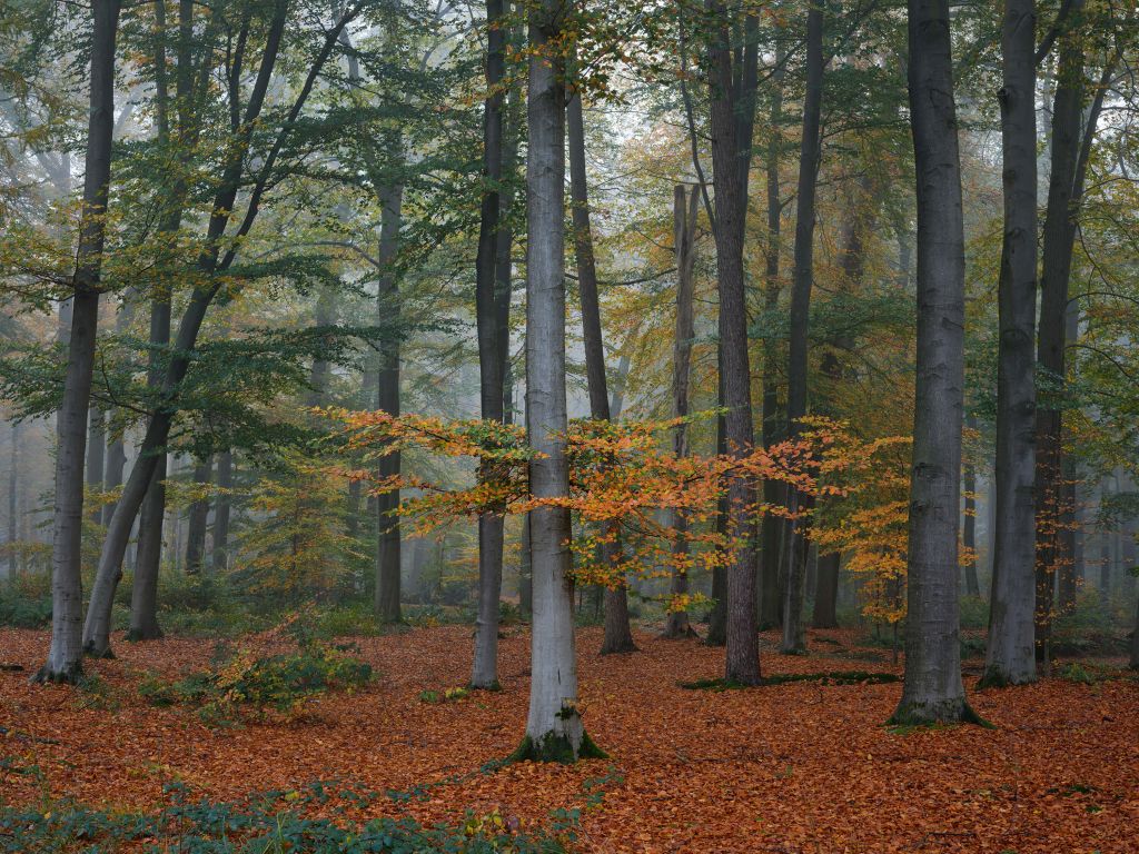 Herbstfarben im nebligen Wald