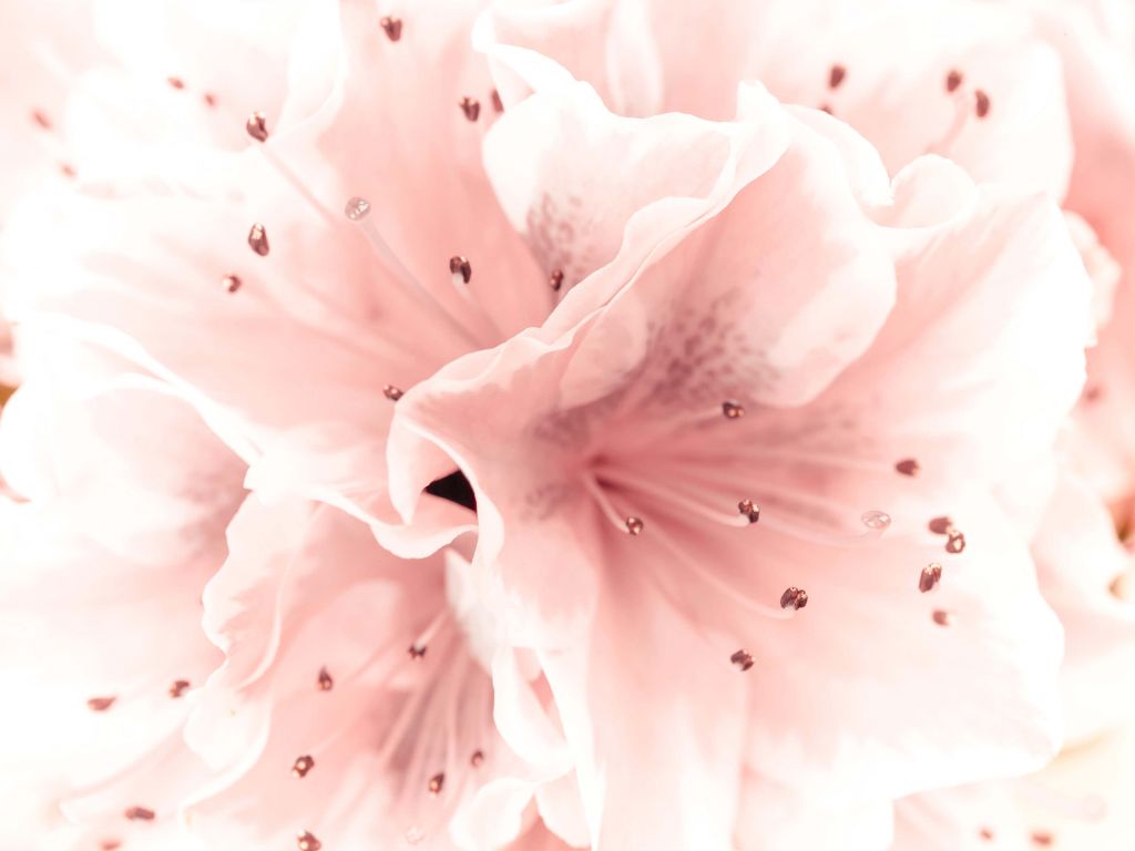 Azalee Blume