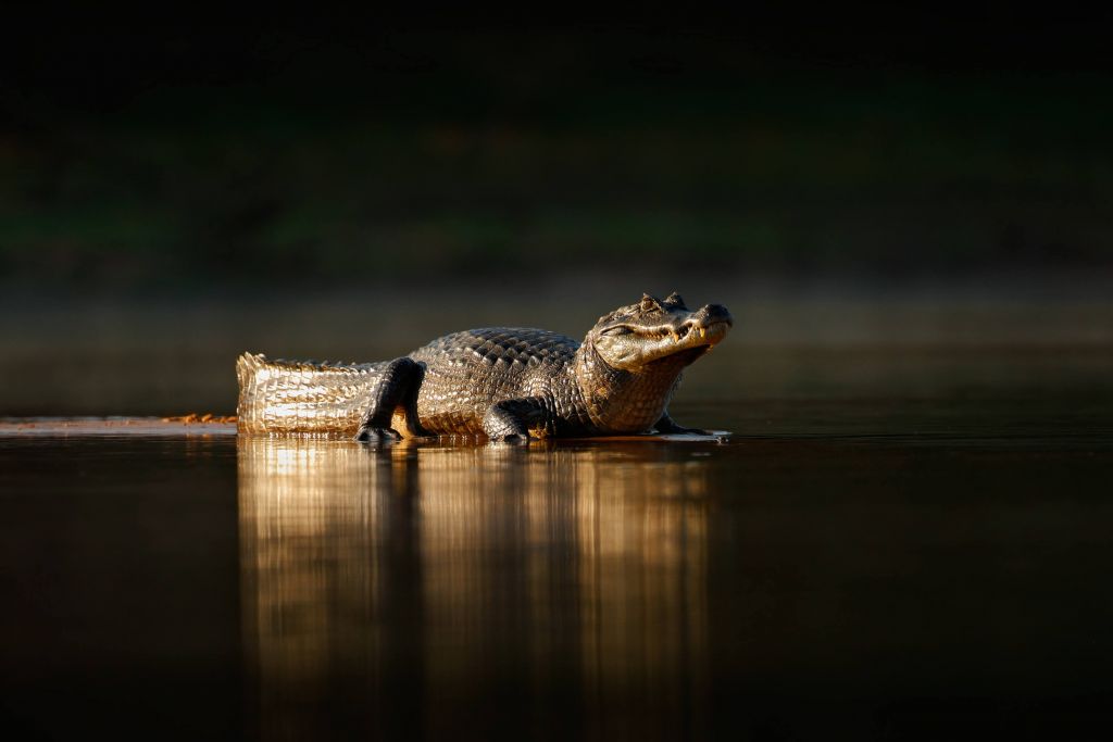 Krokodil in der Abendsonne
