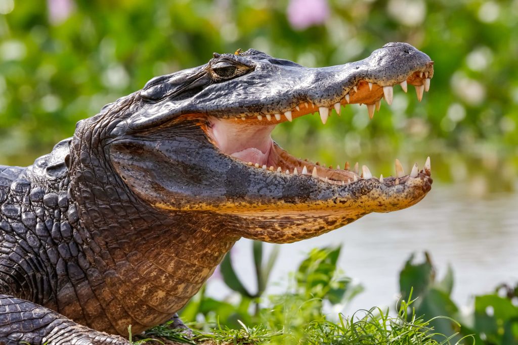 Krokodil mit Fokus