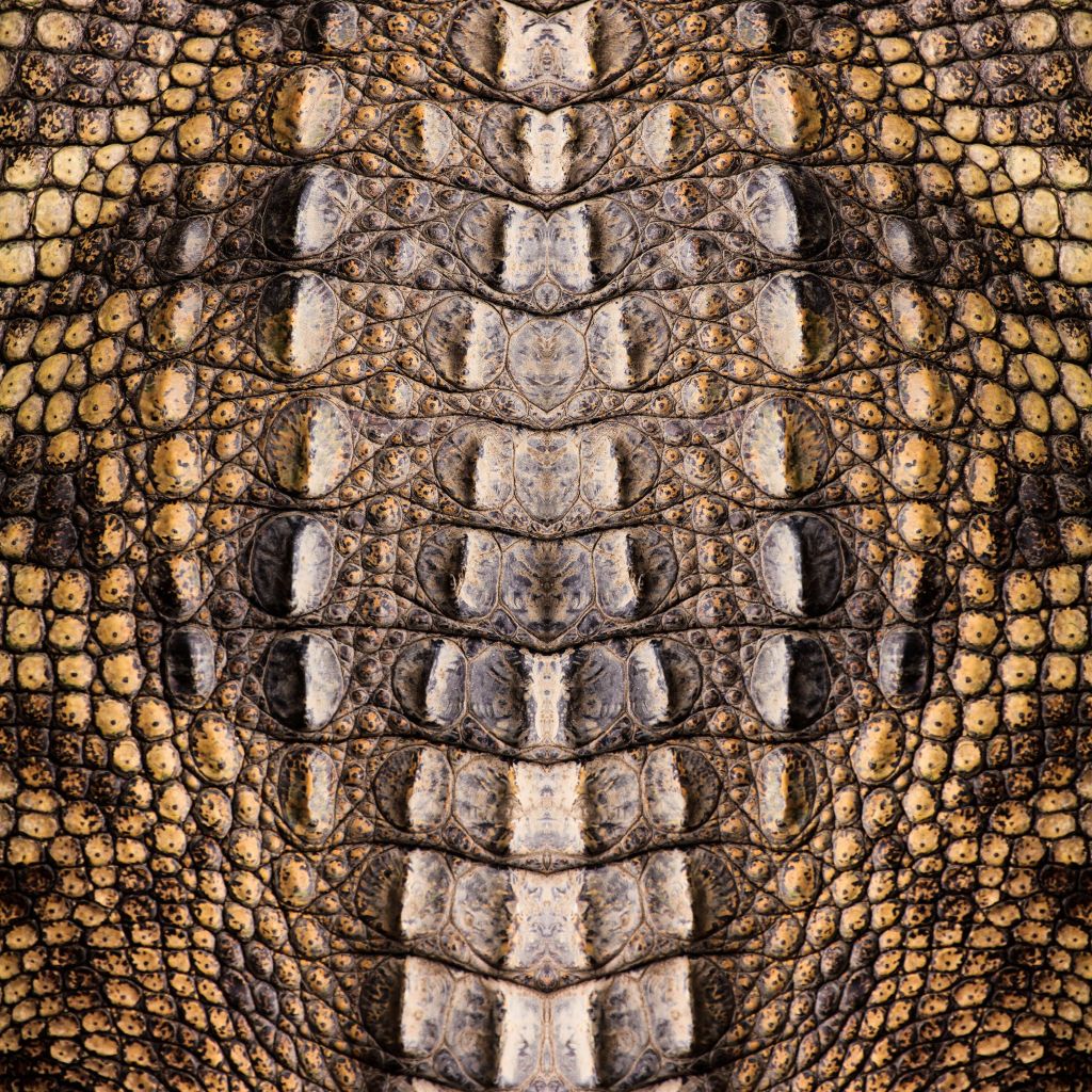 Krokodil Textur