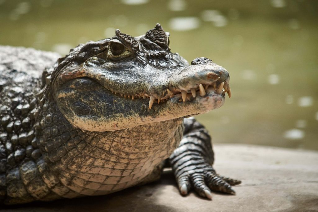 Junges Krokodil an einem See